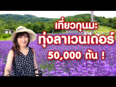 เที่ยวญี่ปุ่น 🔴 ทุ่งลาเวนเดอร์ใหญ่สุดในคันโตใกล้โตเกียวบานแล้ว Tambara Lavender たんばらラベンダー