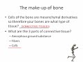 skeletal renewal