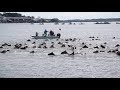 Chincoteague Island's Pony Swim 2019