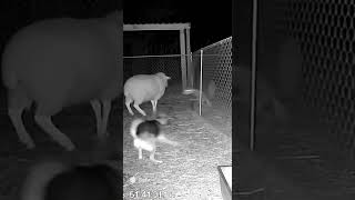 The Dog Saved The Sheep From The Chupacabra