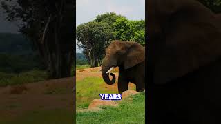 Elephants Amazing Memory Discover The Intelligence And Memory Power Of Elephants