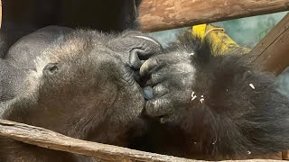 Zoo’s Are Sad. But Monkeys Make Me Smile. | Watch Till End