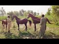 Hybrid Horse Breeding Video