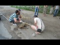 Видео Кіровоград: межа між людяністю і жорстокістю...