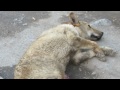 Video Кіровоград: межа між людяністю і жорстокістю...