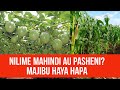 #kilimobiashara -NILIME MAHINDI Au PASHENI? Maswali Na Majibu #Live