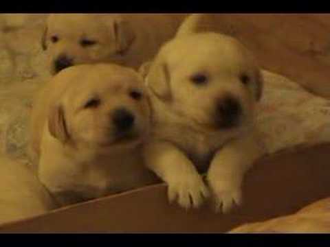 three week puppies three week yellow lab puppies three week puppies three week yellow lab puppies