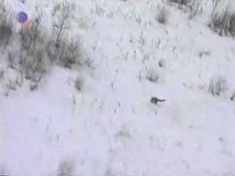 golden eagle hunting wolves. Ban Wolf Hunting! LiveLeak com Wolf Hunting With Golden Eagles