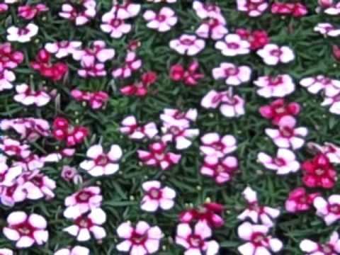 Рассада садовая многолетняя Рассада садовая многолетняя