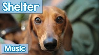 Music for Shelter Dogs! Soothe Your New Shelter Dog with this Music or Use it in a Shelter for Calm!