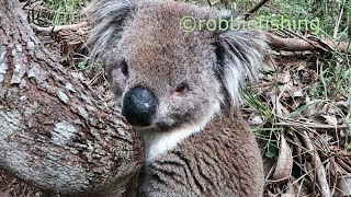 Is this a drunk koala?