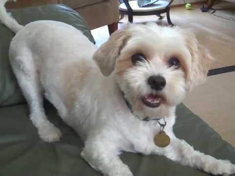 havanese vs bichon havanese vs cavachon breeds picture havanese vs bichon havanese vs cavachon breeds picture