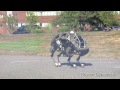Watch: Introducing Wildcat Dubstep Introducing Wildcat Dubstep
