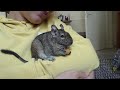 Snufkin the Degu.