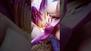 Trying To Sun Dry Blue Lotus Personal Diaries 014