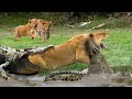 Ona Pambano Simba na mamba wenye njaa kali Angry Crocodile attacked lion mother before drinkwater