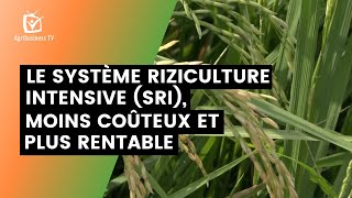 Le Système Riziculture Intensive Sri, Moins Coûteux Et Plus Rentable