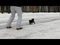 38 дней