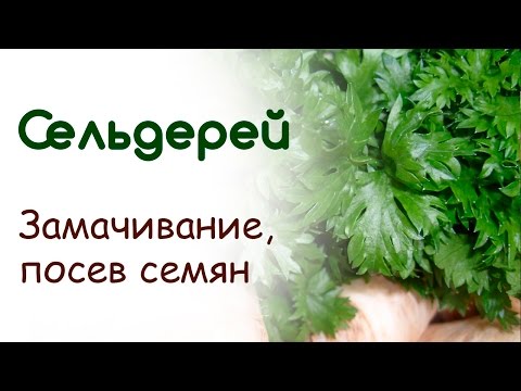 Выращивание сельдерея – посадка и уход (Московская область)