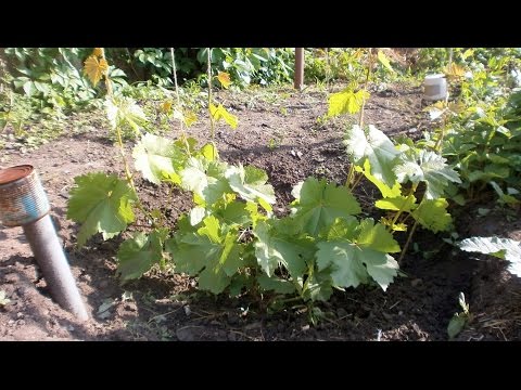Виноград-видео по выращиванию и уходу Виноград-видео по выращиванию и уходу