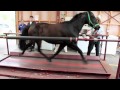 Horse on a treadmill