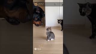 Huge Dog Barks At Kitten... And Feels Bad Lol