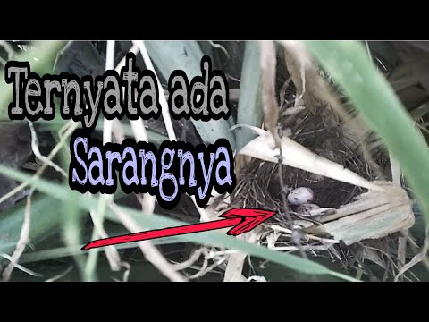 Pencarian Sarang Burung Pelanduk Semak // Master Kicau Petualang