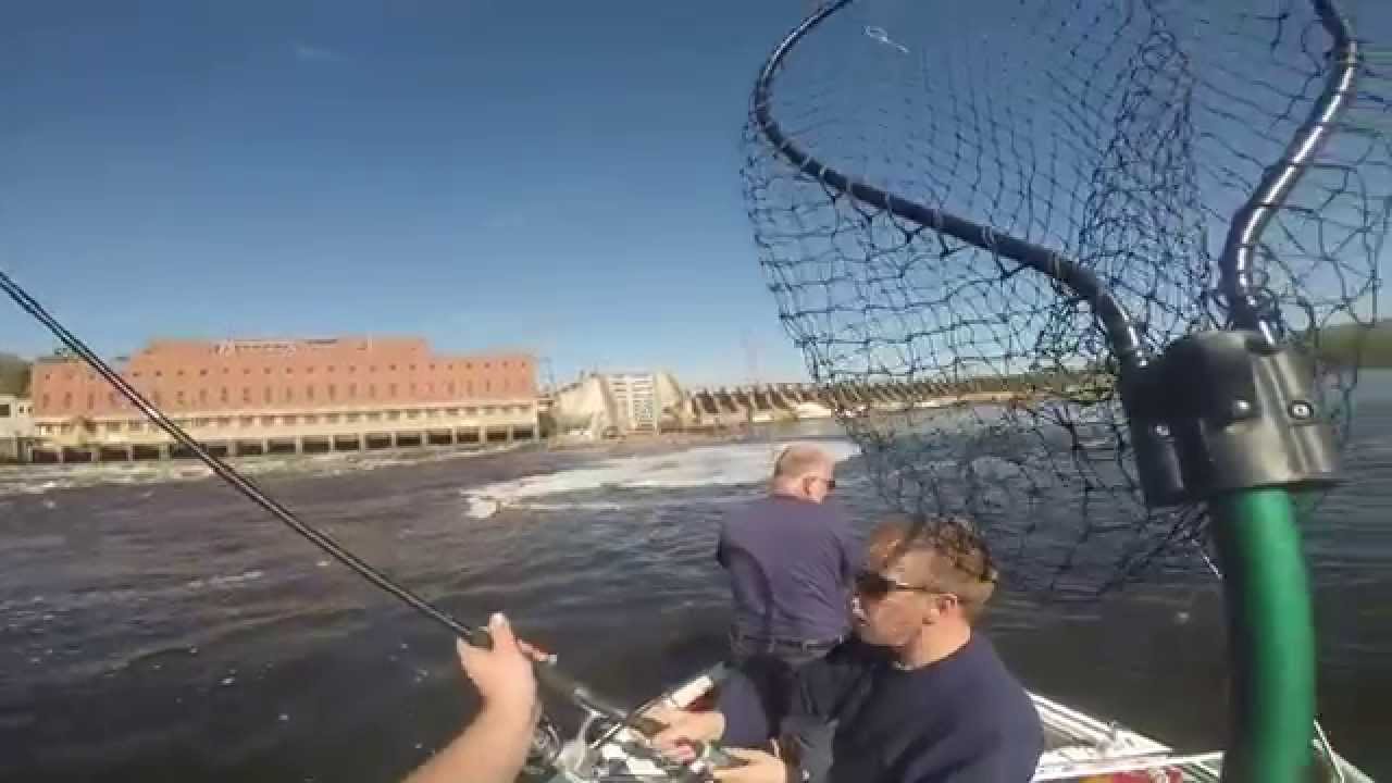 видео как ловить осетровых видео как ловить осетровых