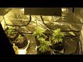 (WEEK 1) 4x8 Medical Marijuana Grow Tent 2x600 Watt -Platinum Bubba Week 1 Veg - Part 1