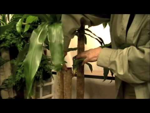 Bonsai Farm on Prune This  Pruning A  Corn Plant  Dracaena Massangeana Prune This