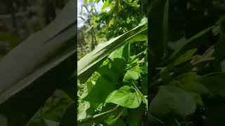 Mostrando Um Pouquinho Da Vazante Do Meu Coroa Para Vocês Galera