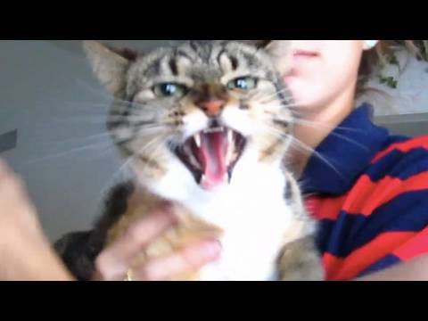 The EVIL Kitty (10.31.09 - Day 184)