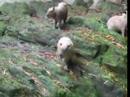 Capybaras and the steep downward slope　カピバラ、急斜面を下る