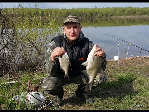 начало ловли леща в конце мая начало ловли леща в конце мая