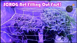Week 6 Vegetation For The Chemdawg Beginner Grow Series Scrog Net Filling Up Fast