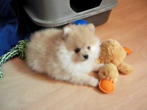 heartbreaker pomeranians zwergspitz videolike heartbreaker pomeranians zwergspitz videolike