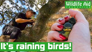 Two BABY BIRDS fall out of their nest during phone call!