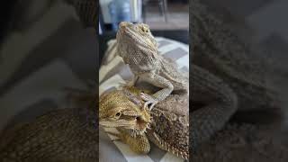 Bearded Dragon Smarter Than U Think