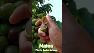 Matoa