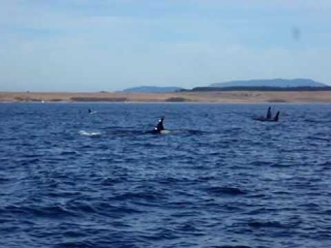 Killer Whales Breaching Near killer whale dork. Killer Whales Breaching Near