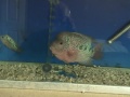 Flowerhorn
