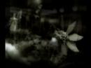 Lisa Cerbone "Tiny Patch of Earth" /Photos by Nyree Watts