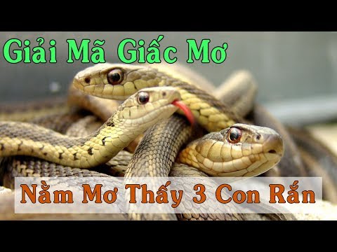 Giải Mã Giấc Mơ | Nằm mơ thấy 3 con rắn đánh con gì
