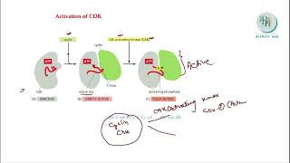 Cell Cycle Regulation Part 1