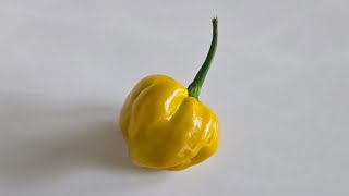 Elysium Oxide Mustard... An Absolute Treat