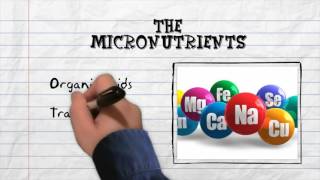 The Science Of Sugar - Whats In Our Food?