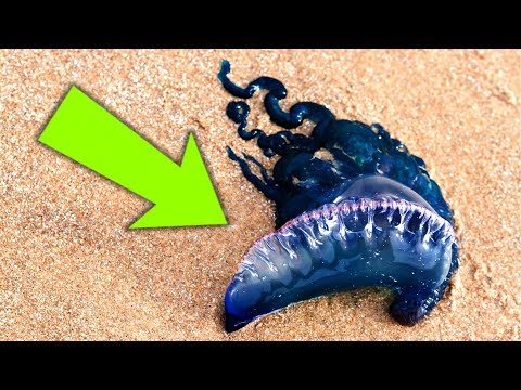 If You Ever See This on the Beach, Cry for Help!