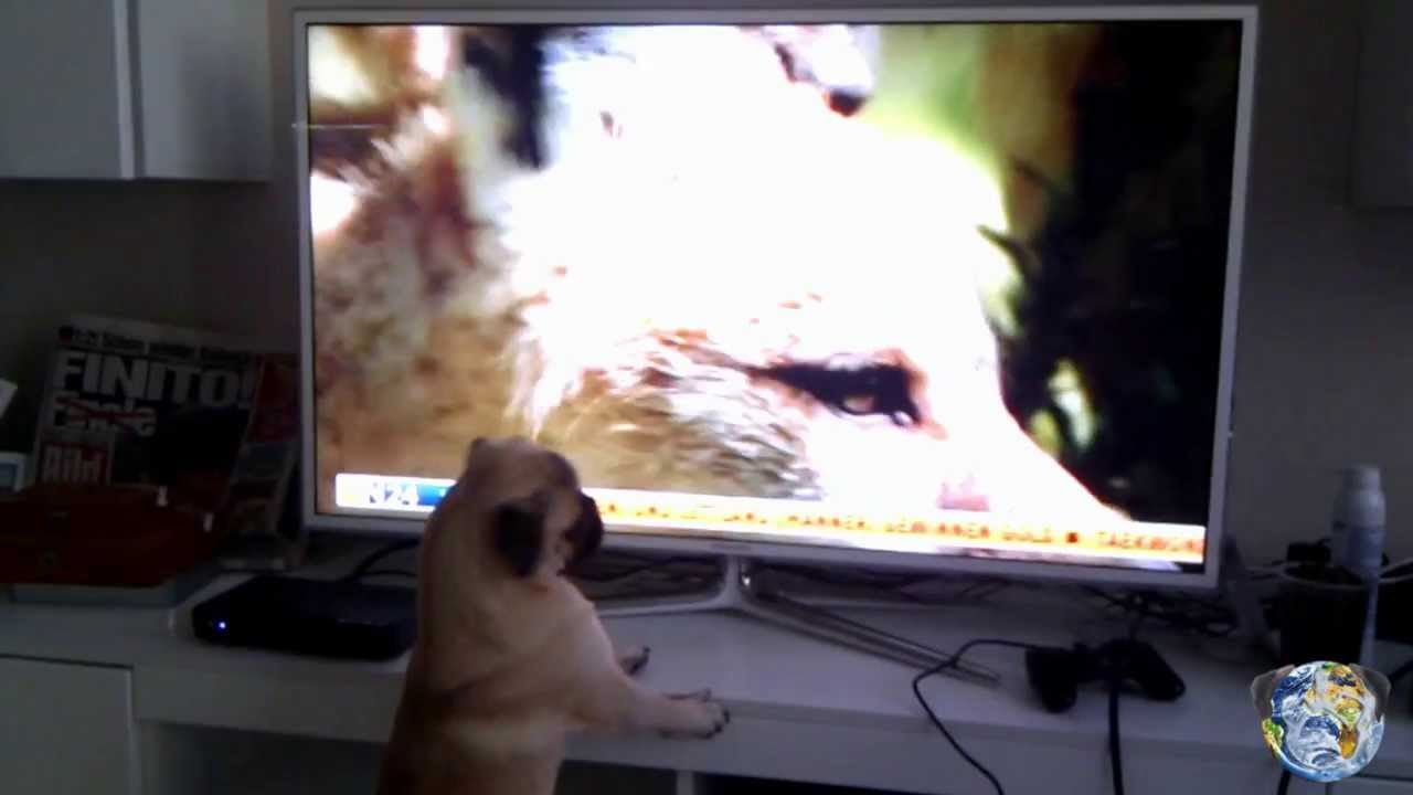 pug documentary pug animal documentary mops schaut tierdoku sehr pug documentary pug animal documentary mops schaut tierdoku sehr