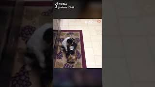 Puppies