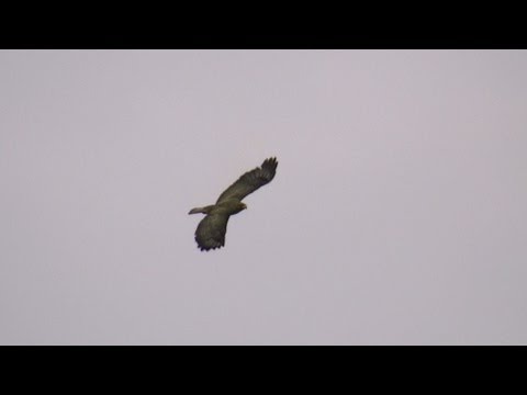 Peregrine Falcon vs Golden Eagle